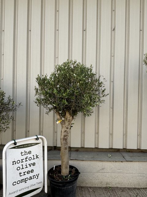 Arbequina olive tree