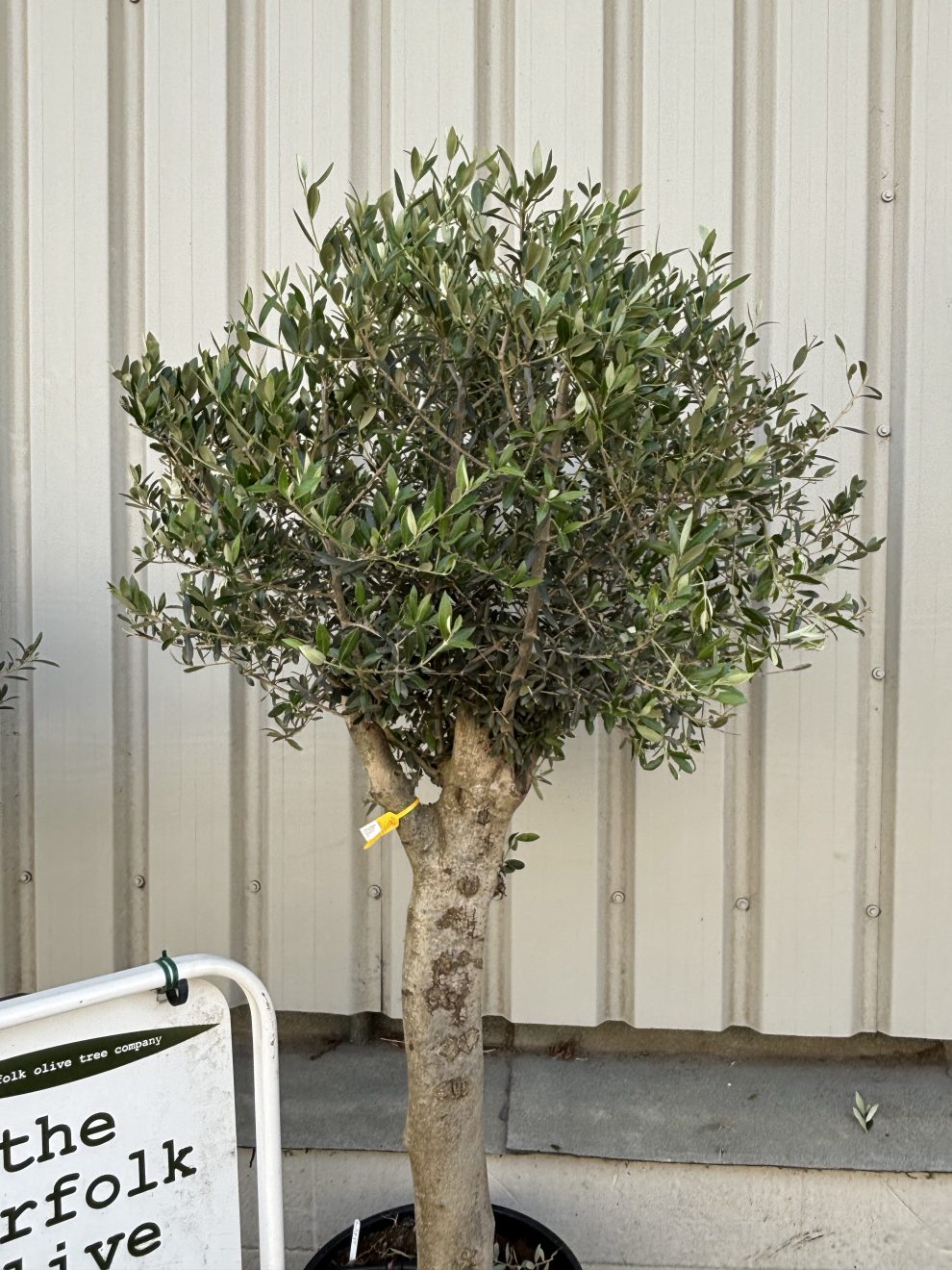 Olive Rousseau Raggio Arbequina olive tree. Delivery included. - The Norfolk Olive Tree Company