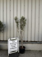 Multi-stem Olive tree
