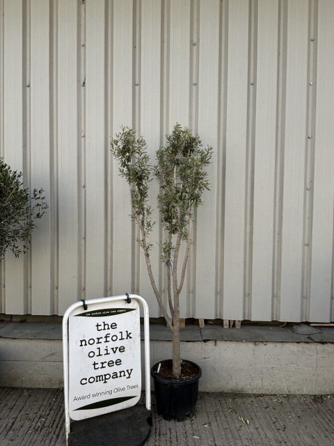 Multi-stem Olive tree