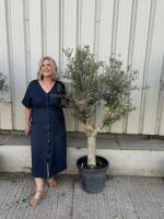 Vase shaped Olive tree