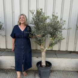Vase shaped Olive tree