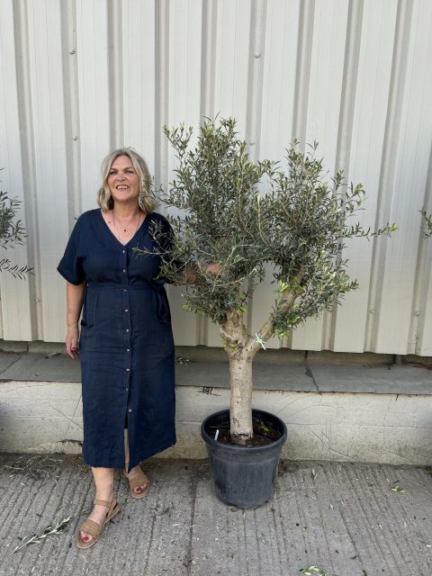 Vase shaped Olive tree