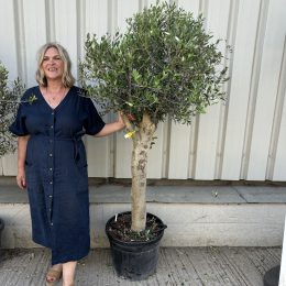 Arbequina olive tree. Delivery included.