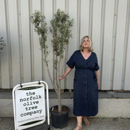 Multi-stem Olive tree. Delivery included.