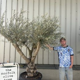 Mature Olive tree