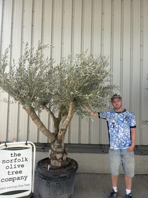 Mature Olive tree