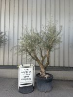 Mature Olive tree