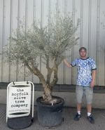 Mature Olive tree