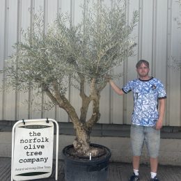 Mature Olive tree