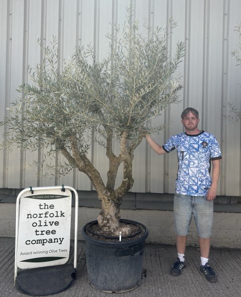 Mature Olive tree
