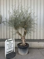 Mature Olive tree