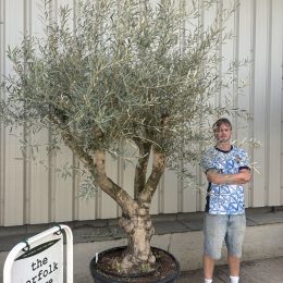 Mature Olive tree