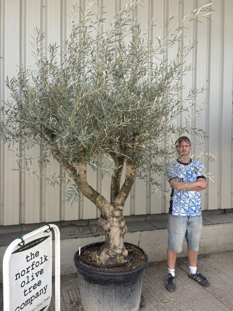 Mature Olive tree