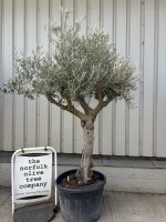 Mature Olive tree