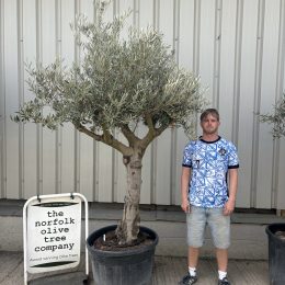 Mature Olive tree