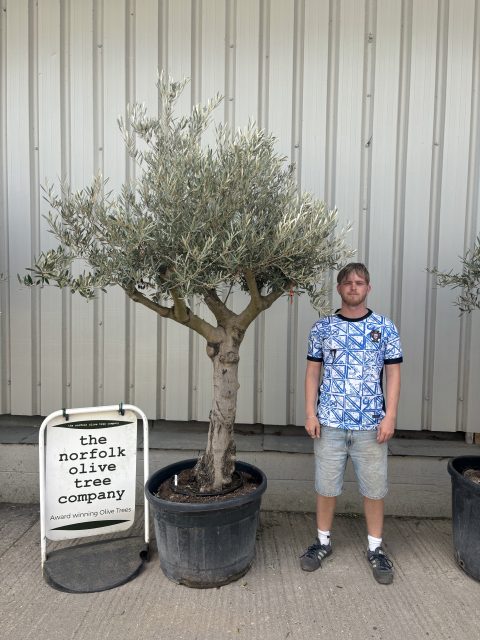 Mature Olive tree