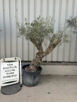 Mature Olive tree