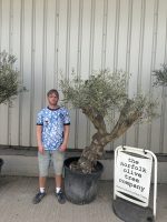 Mature Olive tree
