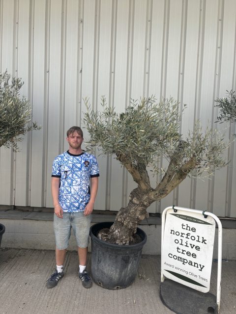 Mature Olive tree
