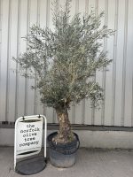 Mature Olive tree