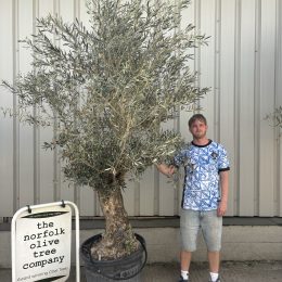 Ancient Olive Tree - Small Specimen