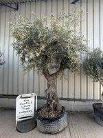 Ancient Olive Tree