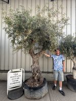 Ancient Olive Tree