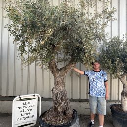 Ancient Olive Tree