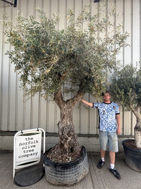 Ancient Olive Tree