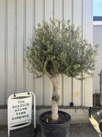 Smooth stem Olive tree