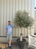 Smooth stem Olive tree