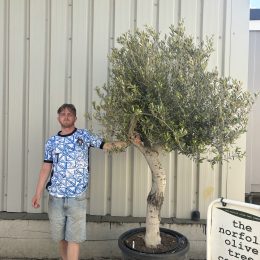Smooth stem Olive tree