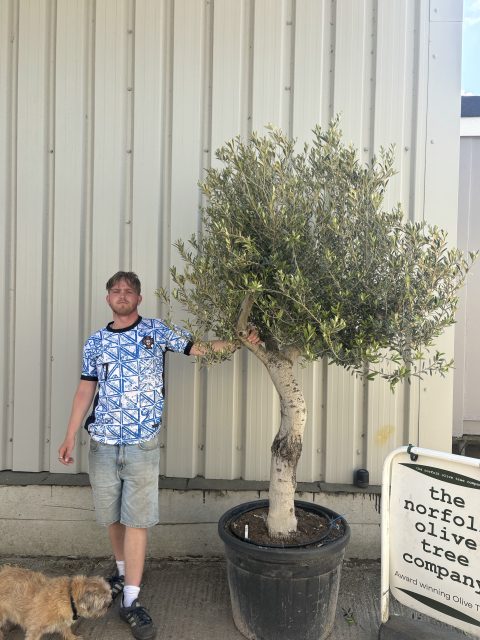 Smooth stem Olive tree