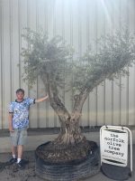 Ancient Olive Tree
