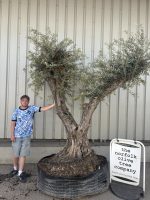 Ancient Olive Tree