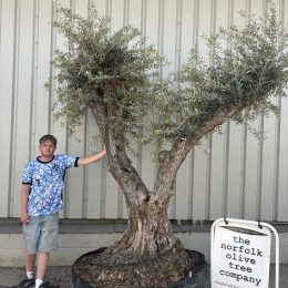 Ancient Olive Tree