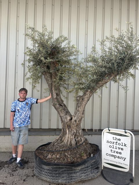 Ancient Olive Tree