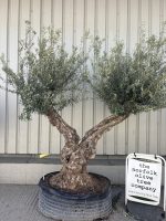Ancient Olive Tree