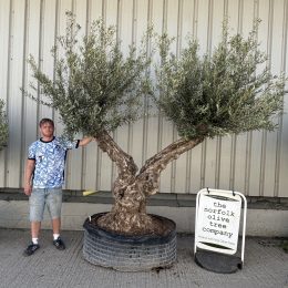 Ancient Olive Tree