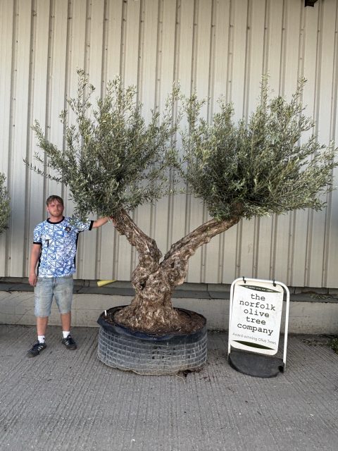 Ancient Olive Tree