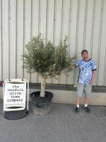 Smooth stem Olive tree