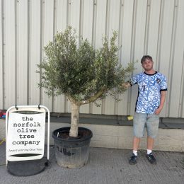 Smooth stem Olive tree