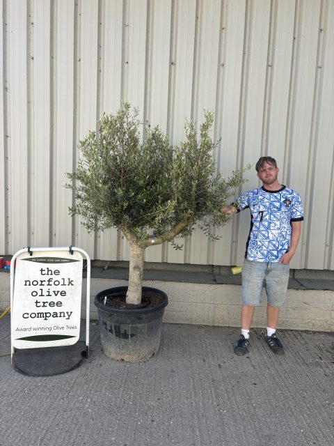 Smooth stem Olive tree