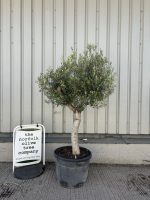 Smooth stem Olive tree