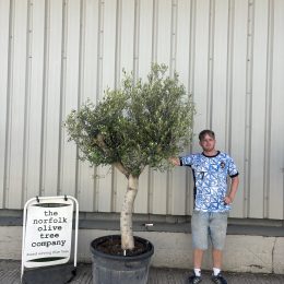 Smooth stem Olive tree inc delivery