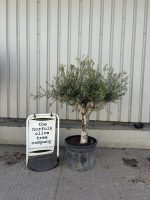 Mature Olive tree for sale