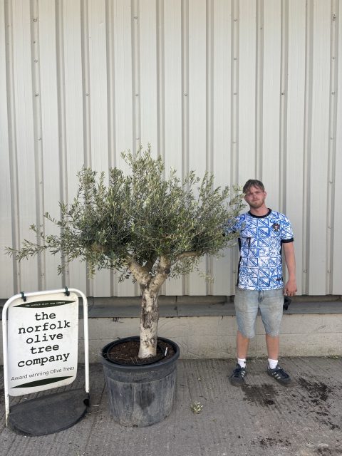 Mature Olive tree for sale