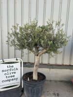 Mature Olive tree for sale