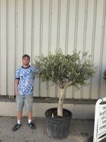 Mature Olive tree for sale